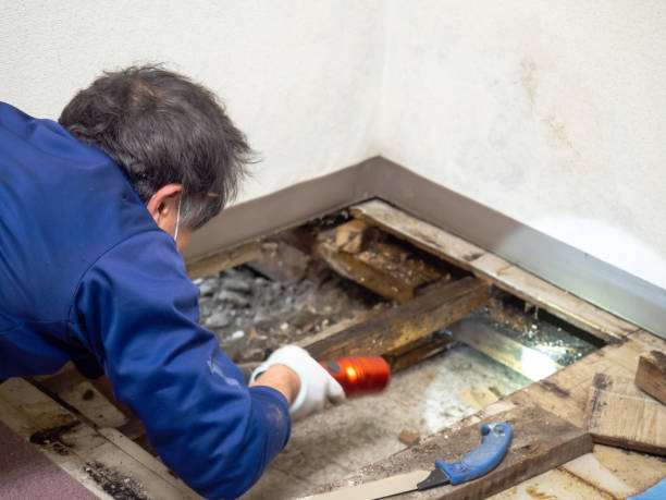 Best Local Mold Removal Service  in Murillo, TX