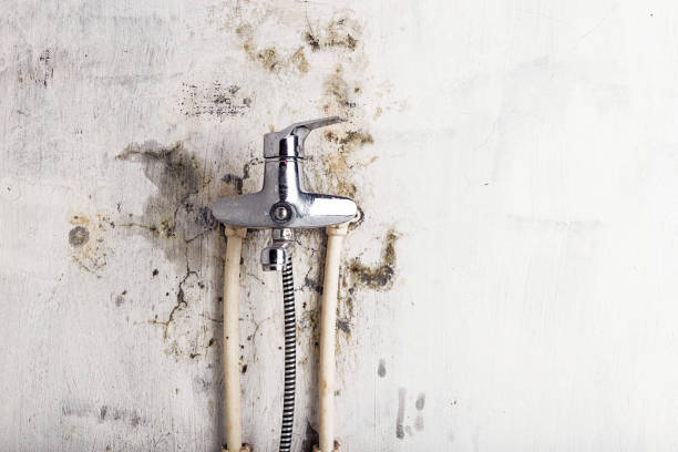 Best Same-Day Mold Removal  in Murillo, TX