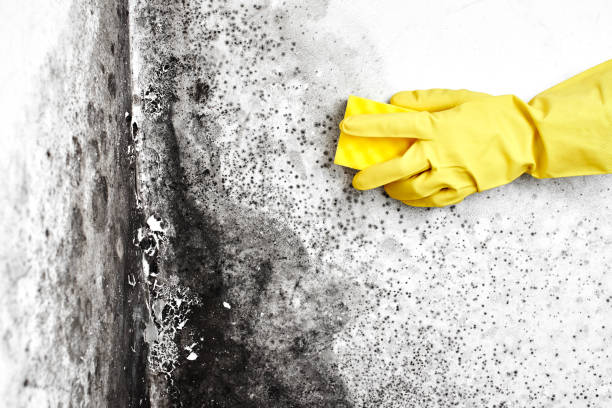 Best Mold Removal Company Near Me  in Murillo, TX