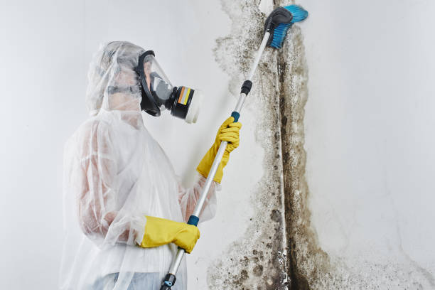 Reliable Murillo, TX Mold Removal Solutions
