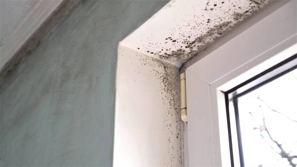 Best Mold Damage Repair  in Murillo, TX