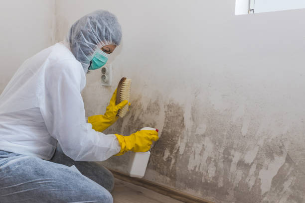 Best Black Mold Removal  in Murillo, TX