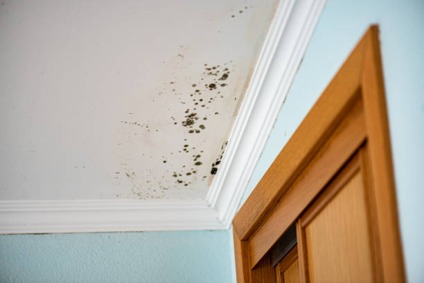 Best Affordable Mold Removal  in Murillo, TX