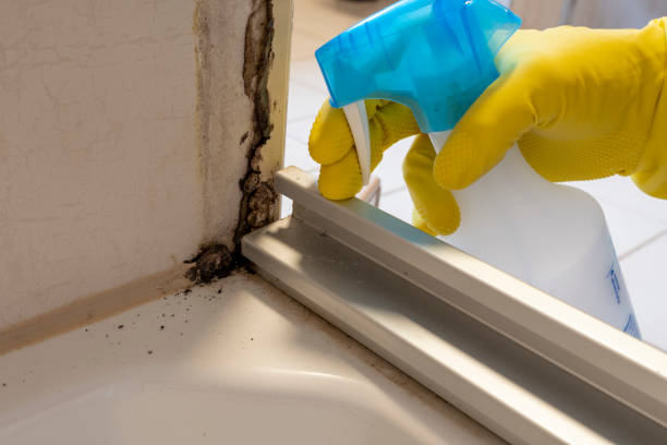 Best Mold Removal Specialists  in Murillo, TX
