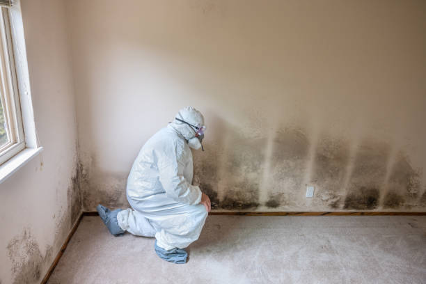 Best Office Mold Removal Services  in Murillo, TX
