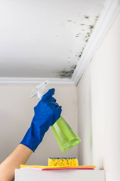 Mold Testing and Removal in Murillo, TX