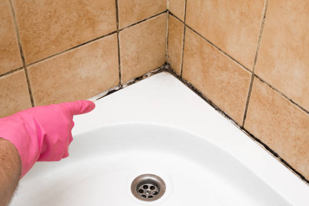 Best Professional Mold Removal  in Murillo, TX